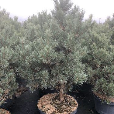 Купить Сосна Ватерери