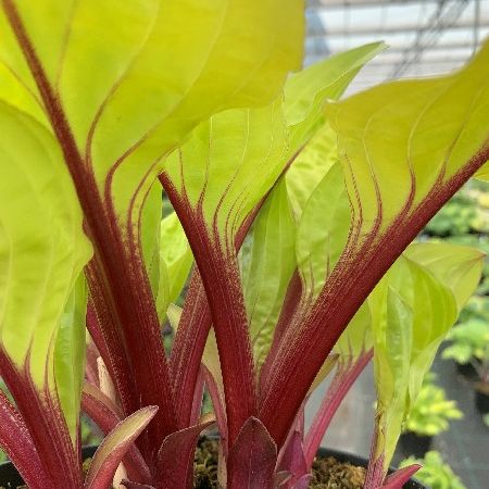 Купить Хоста «Лемон Снэп» (Hosta hybrid Lemon Snap)