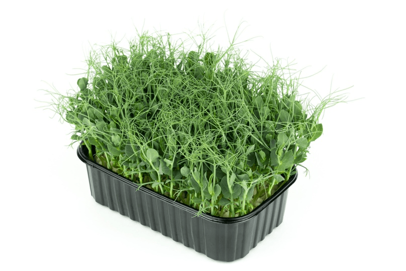 Купить Горох