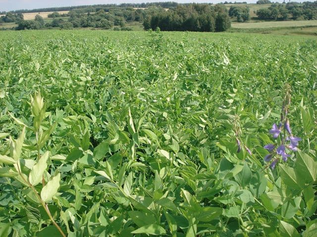 Купить Козлятник семена ОС, ЭС, РС, РСт