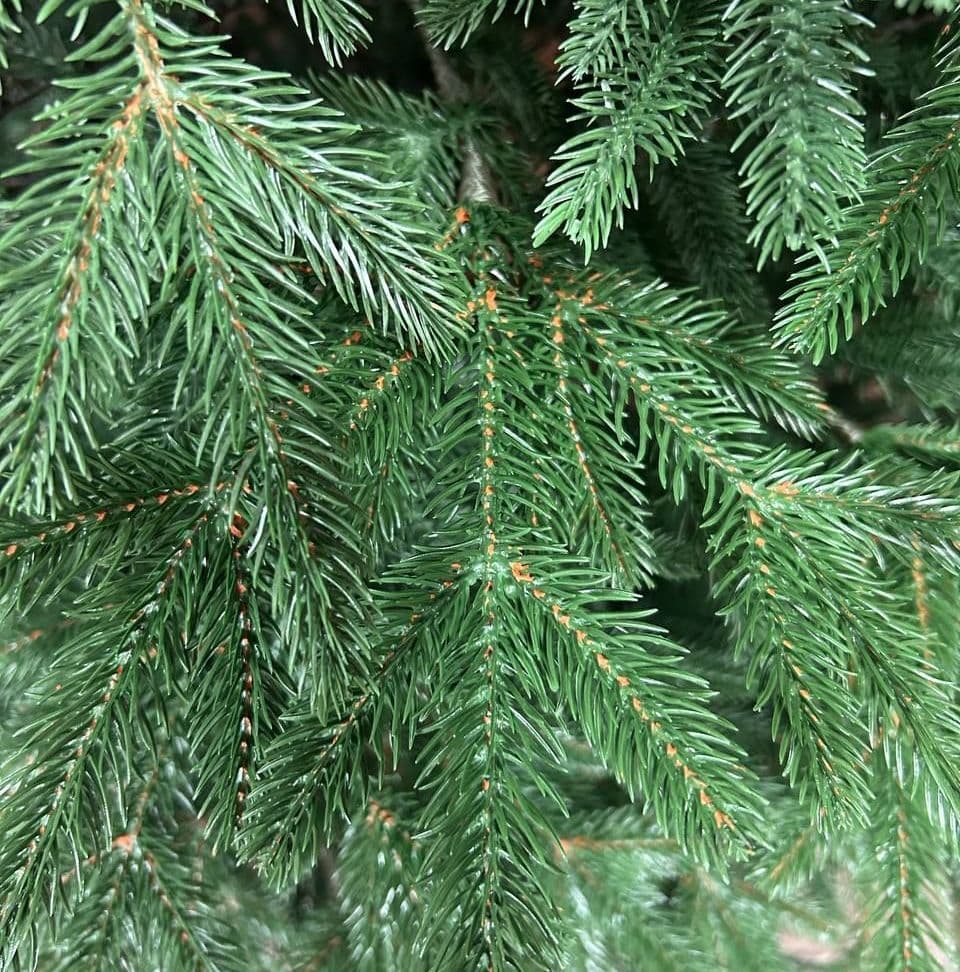 Купить Сибирская