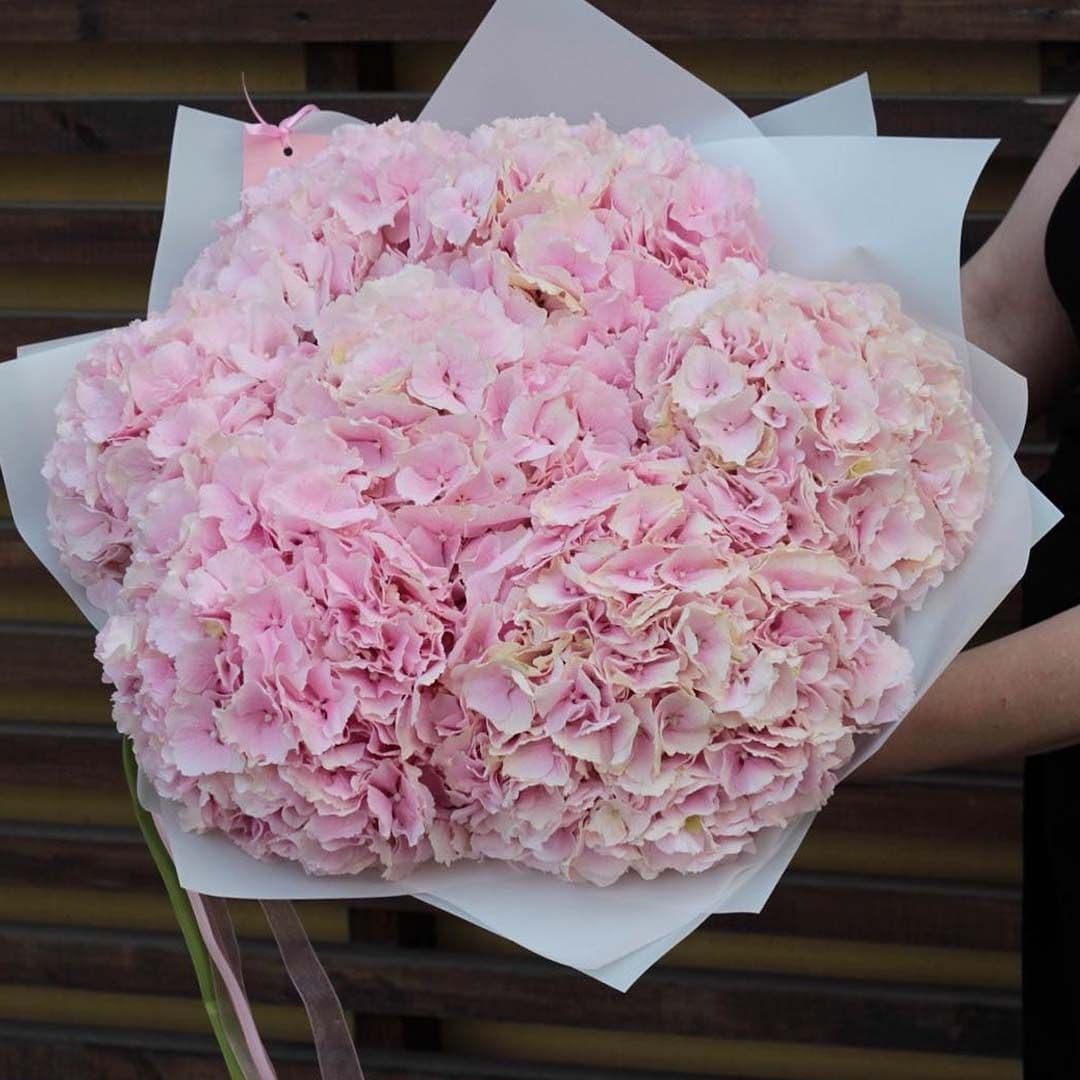 Купить Гортензии