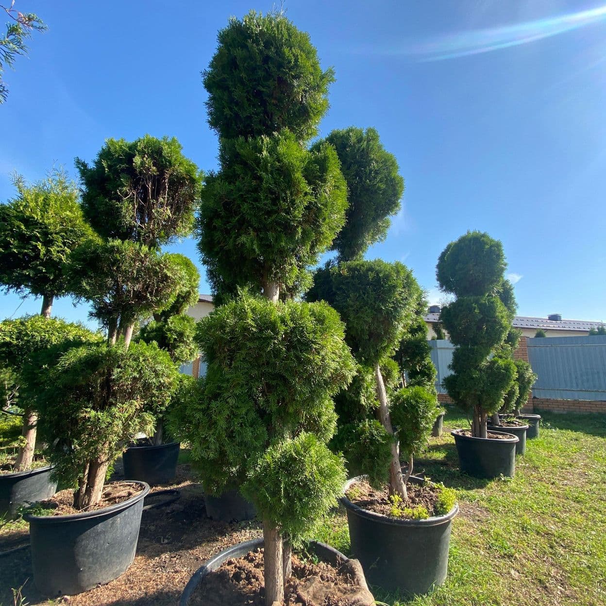 Купить Туя Смарагд Чупа-Чупс