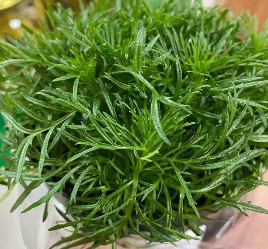 Купить Бархатцы лист