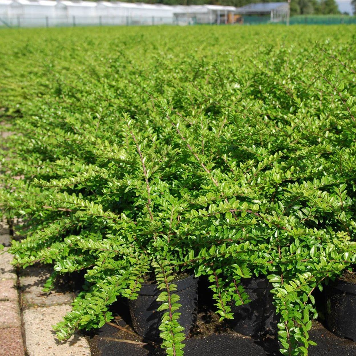 Купить Жимолость шапочная Moss Green