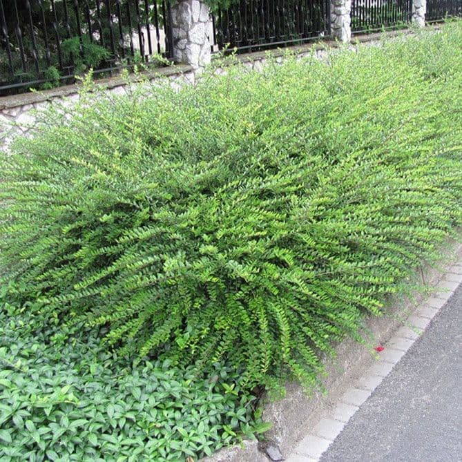 Купить Жимолость шапочная Moss Green