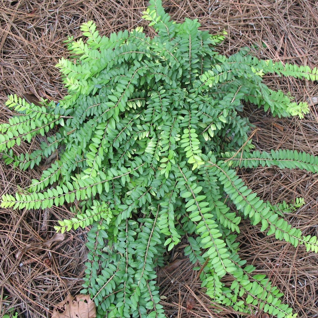 Купить Жимолость шапочная Moss Green