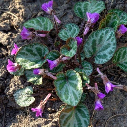 Купить Фиалка корейская (Viola mandshurica)