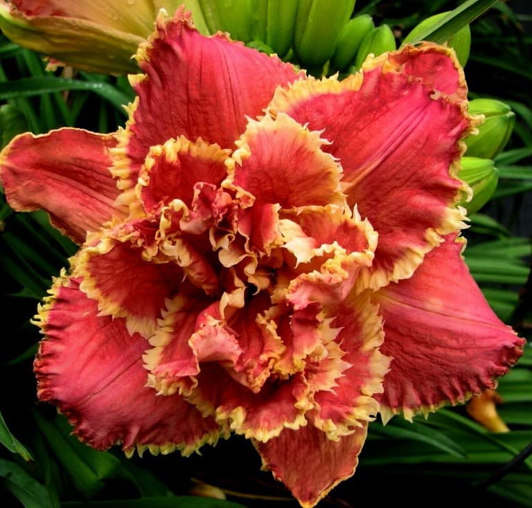 Купить Лилейник «Сьюзан Причард Петит» (Hemerocallis hybrid Susan Pritchard Petit)