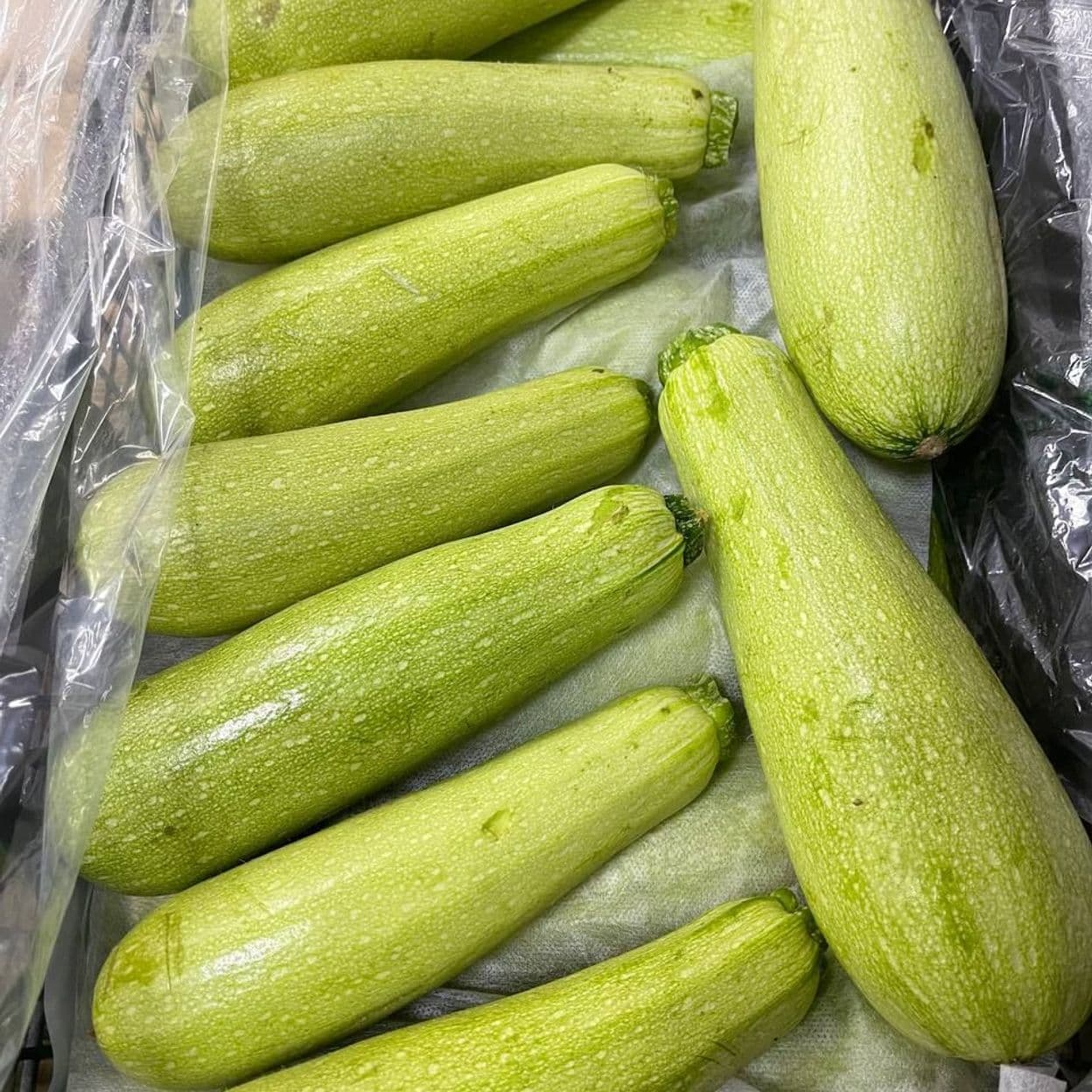 Купить Кабачок