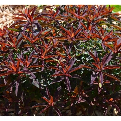 Купить «Молочай Пурпуреа» (Purpurea)