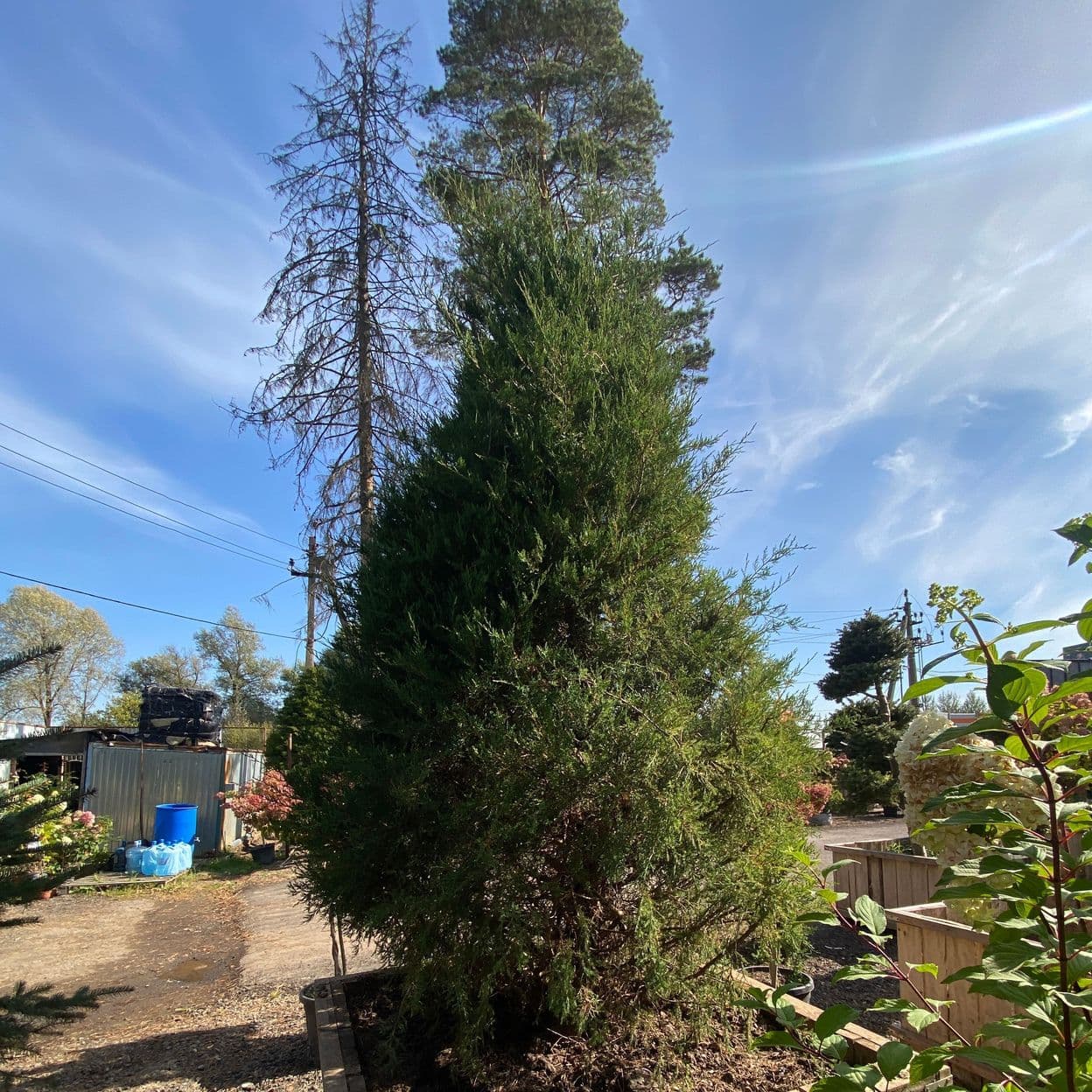 Купить Можжевельник Виргинский Конус