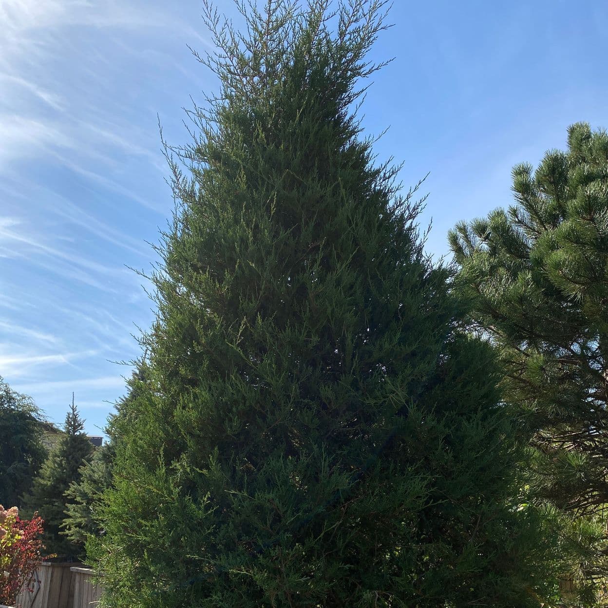 Купить Можжевельник Виргинский Конус