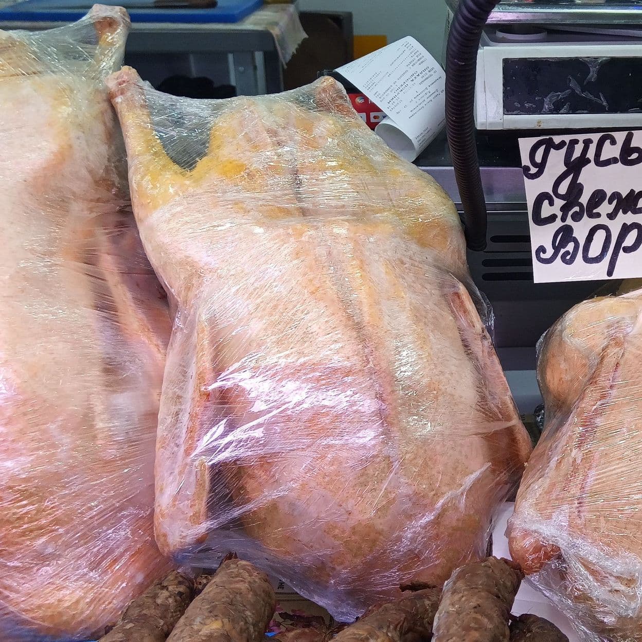 Купить Гуси домашние