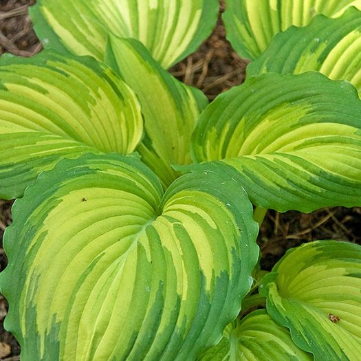Купить Хоста «Вар Пейнт» (Hosta War Paint)