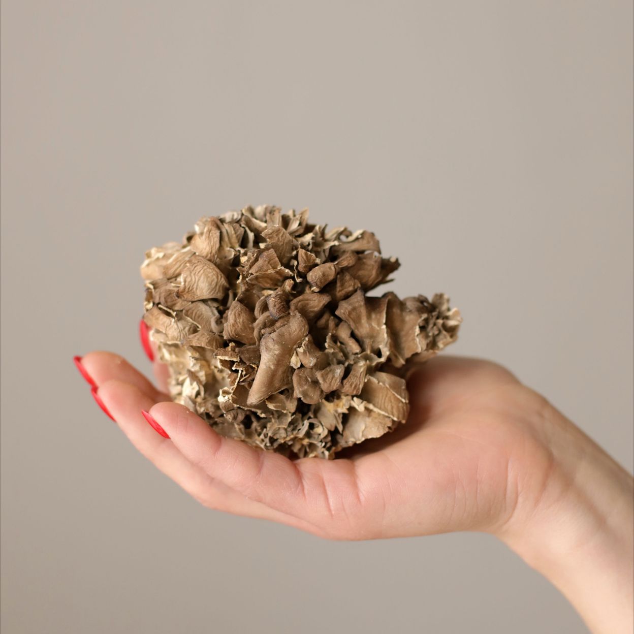 Купить Шоколад молочный с майтаке