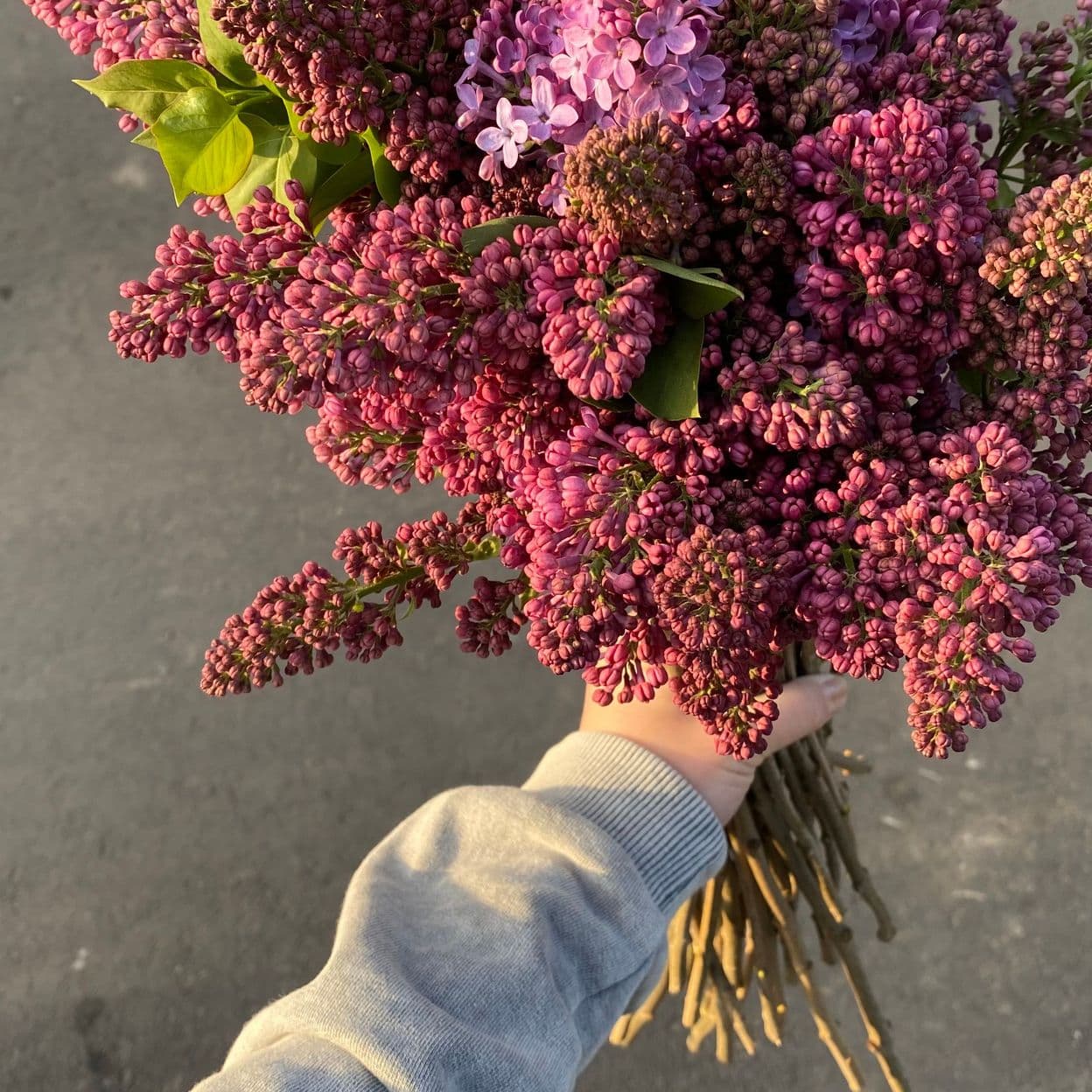 Купить Сирень