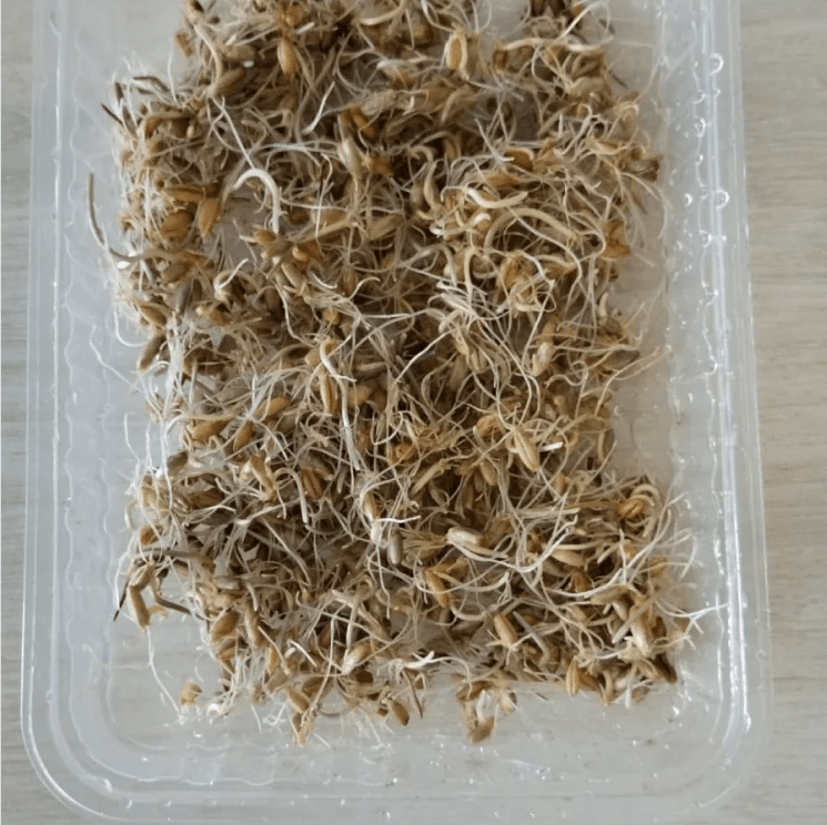 Купить Проростки овса