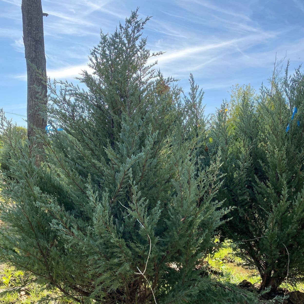 Купить Можжевельник Блю Эроу