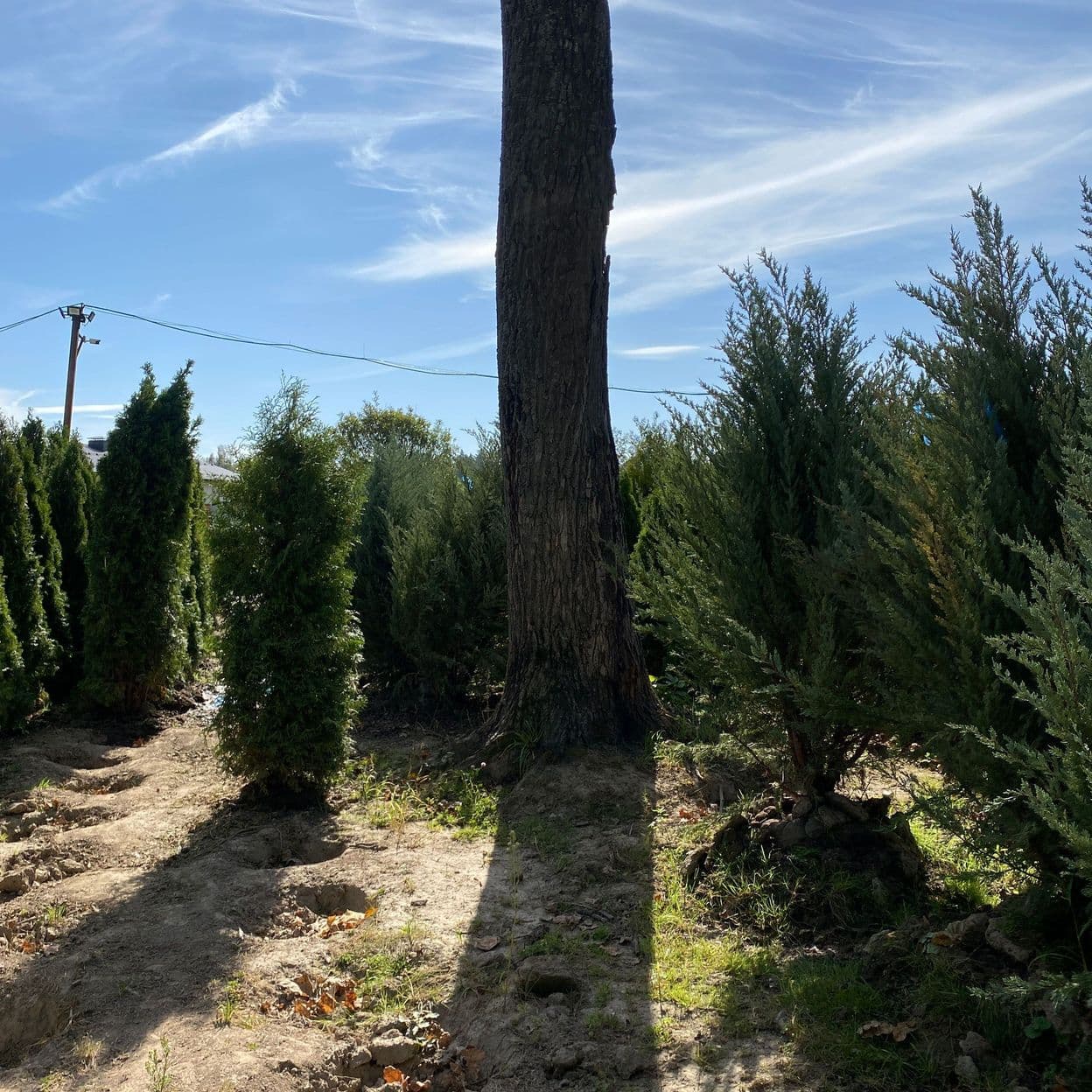 Купить Можжевельник Блю Эроу