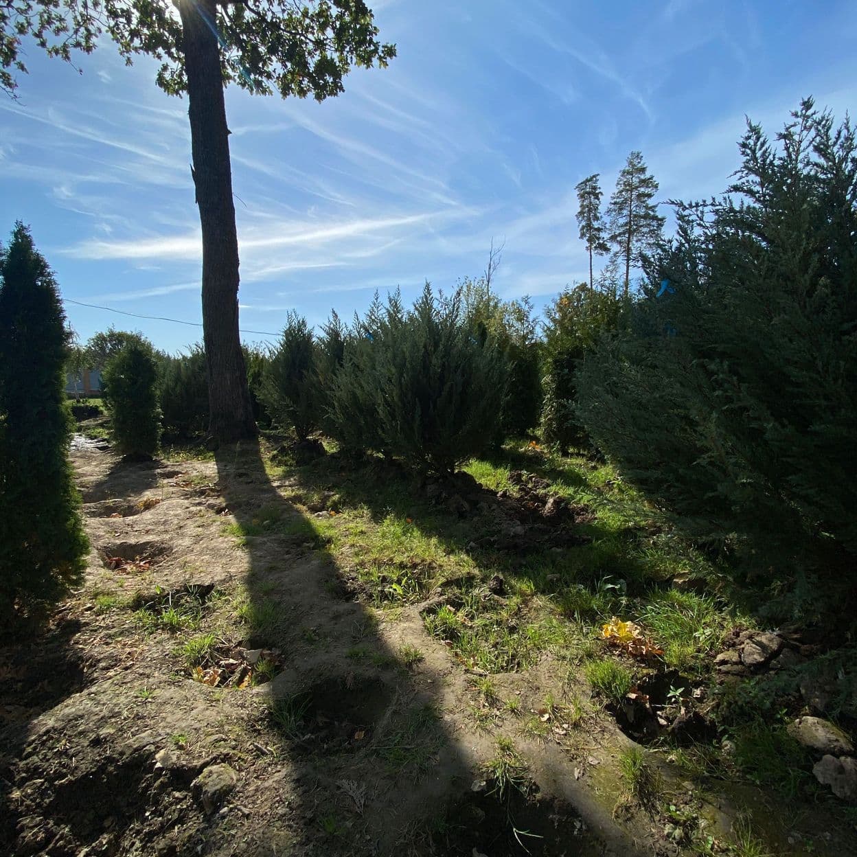 Купить Можжевельник Блю Эроу