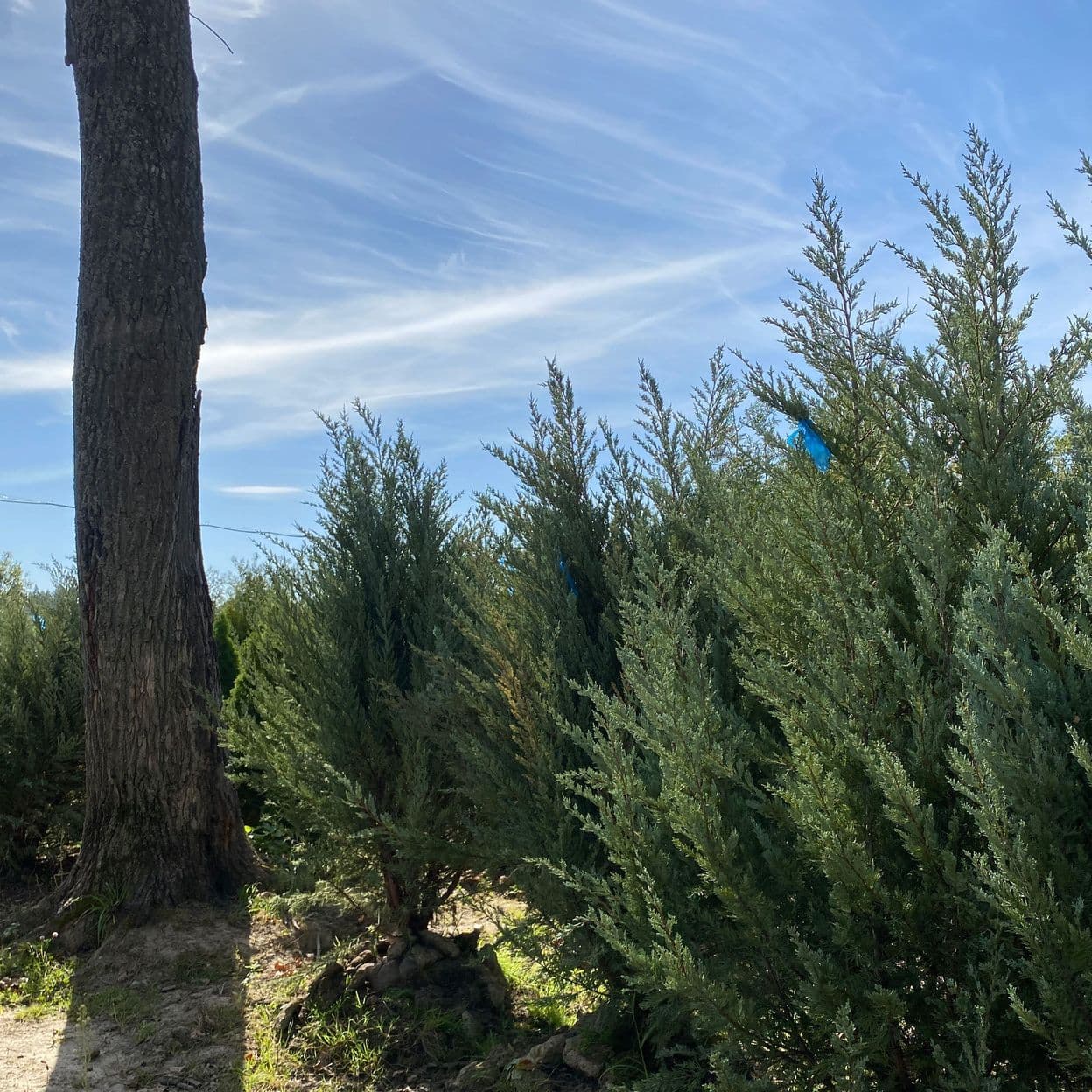 Купить Можжевельник Блю Эроу