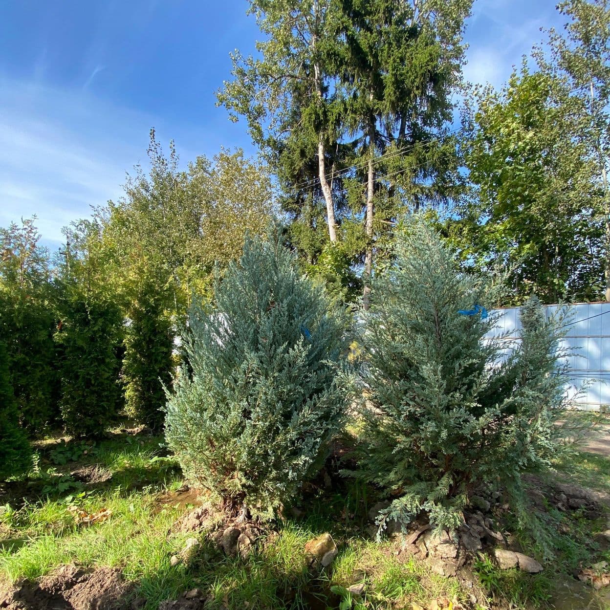 Купить Можжевельник Блю Эроу
