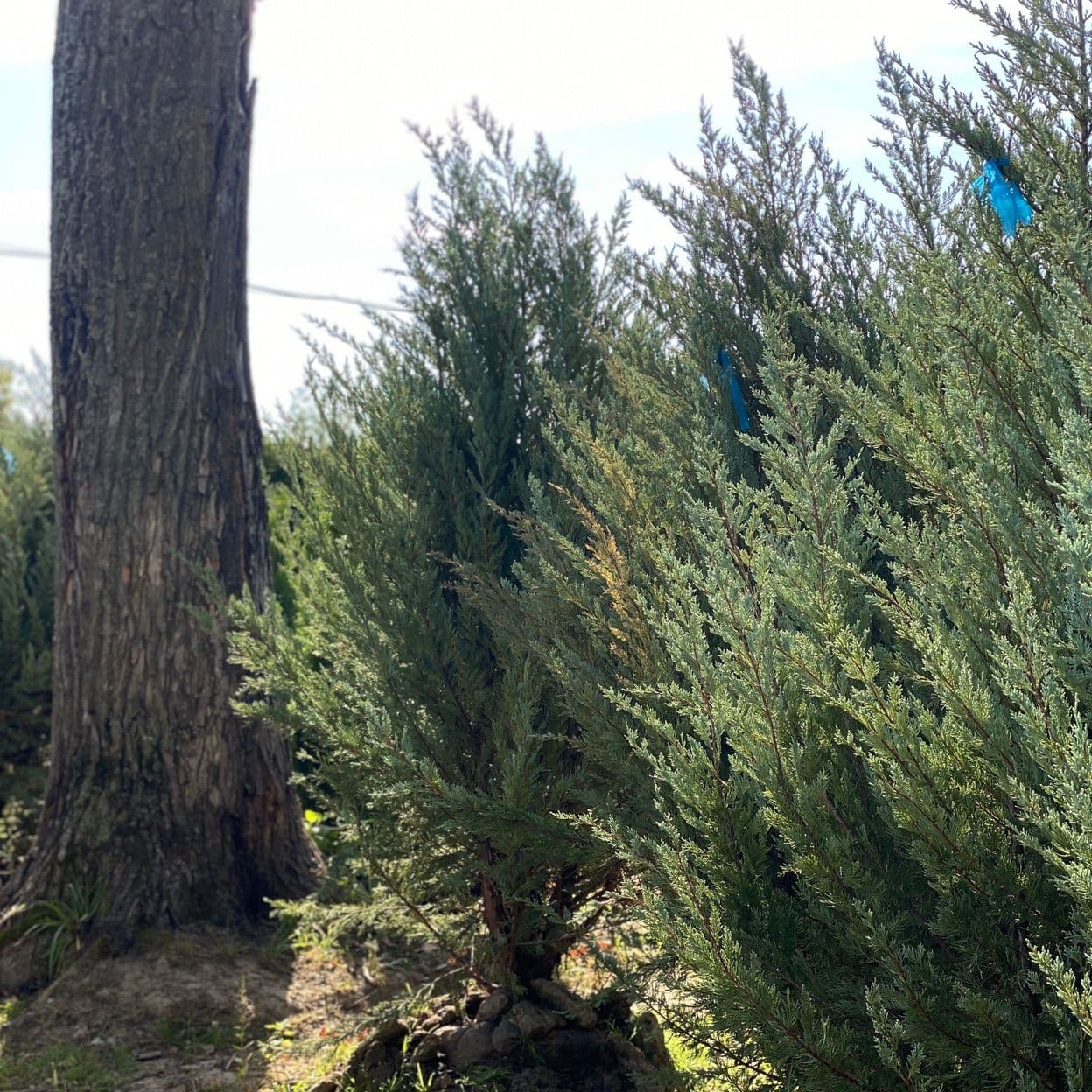 Купить Можжевельник Блю Эроу