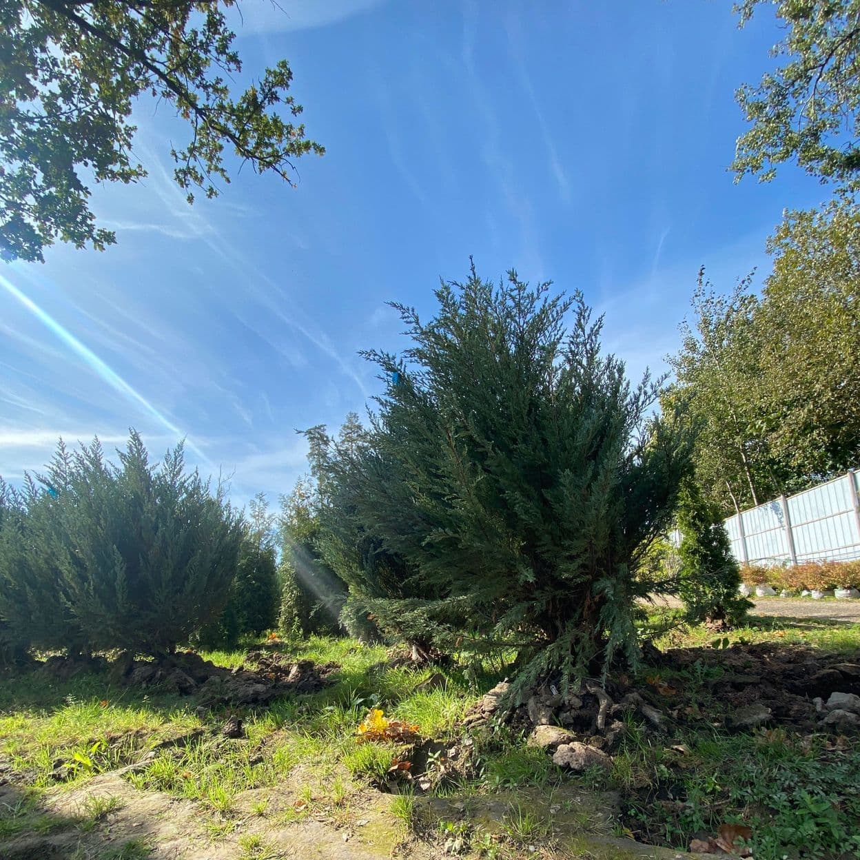 Купить Можжевельник Блю Эроу