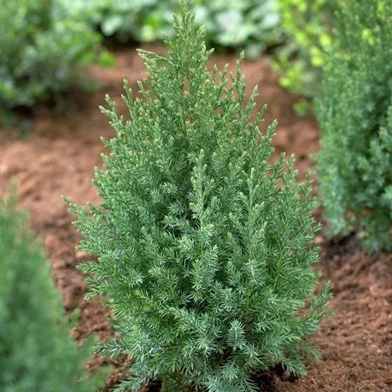 Купить Можжевельник китайский Стрикта (Stricta)