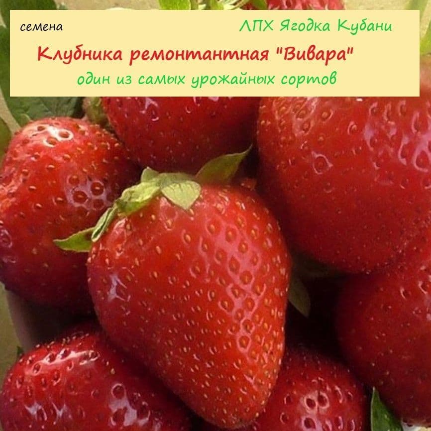Купить Клубника " Вивара " , семена 30 шт.