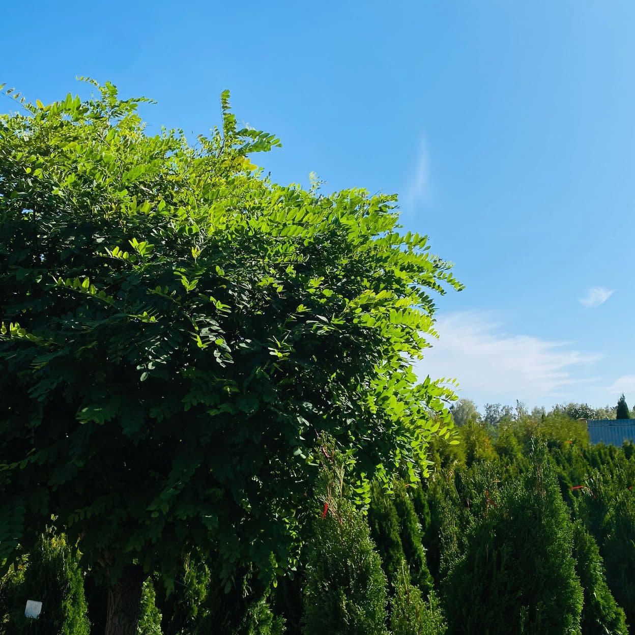 Купить Акация