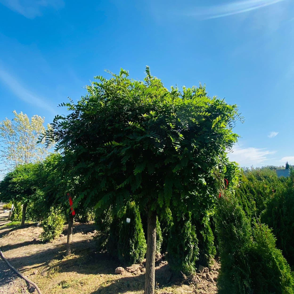 Купить Акация