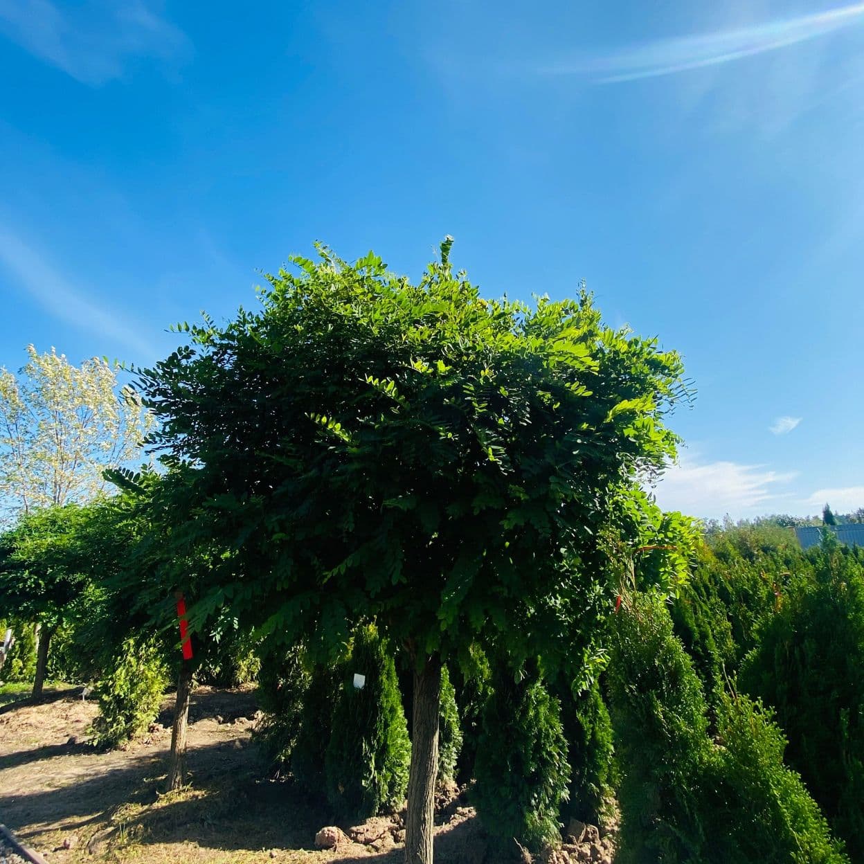 Купить Акация