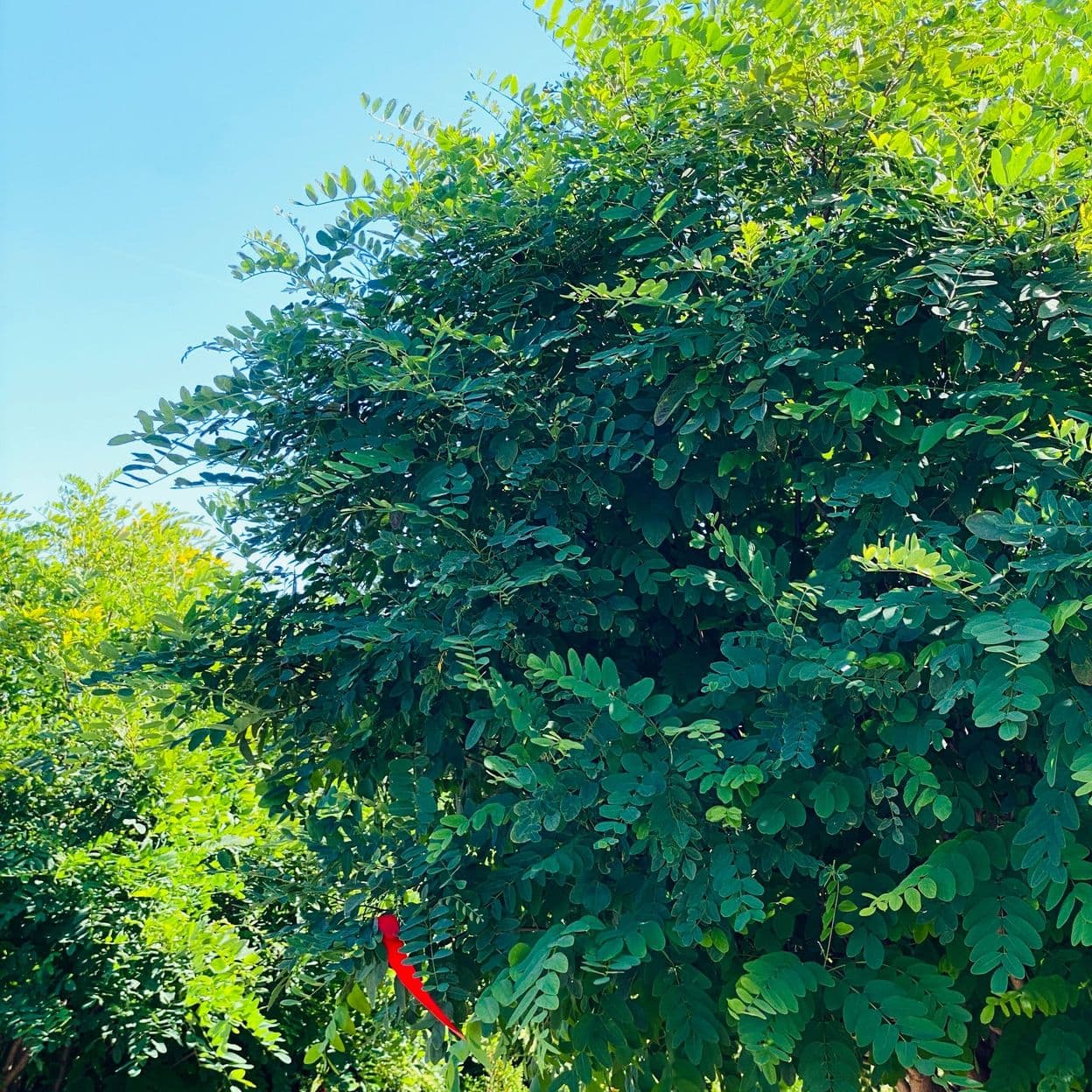 Купить Акация