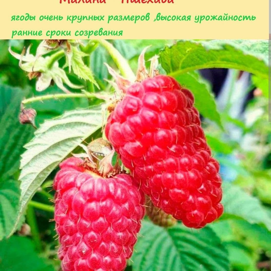 Купить Малина "Пшехиба" семена 20 шт