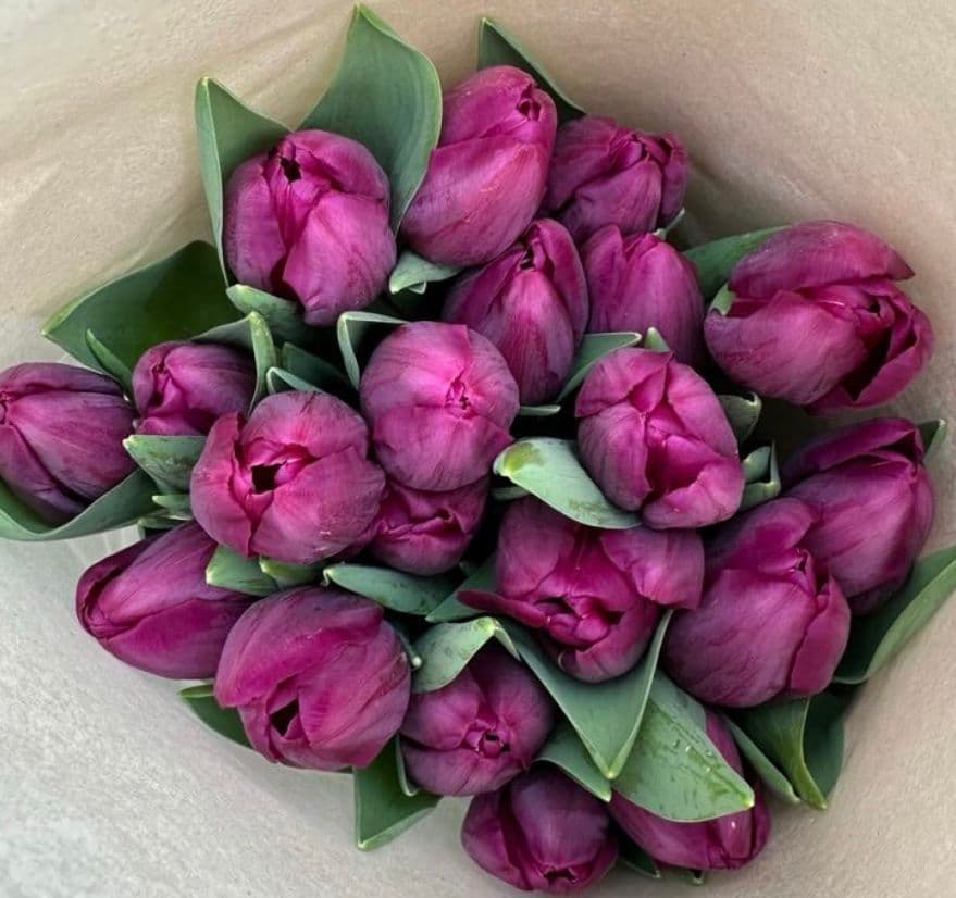 Купить Тюльпан фиолетовый