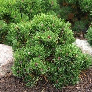 Купить Сосна Горная Пикобелло