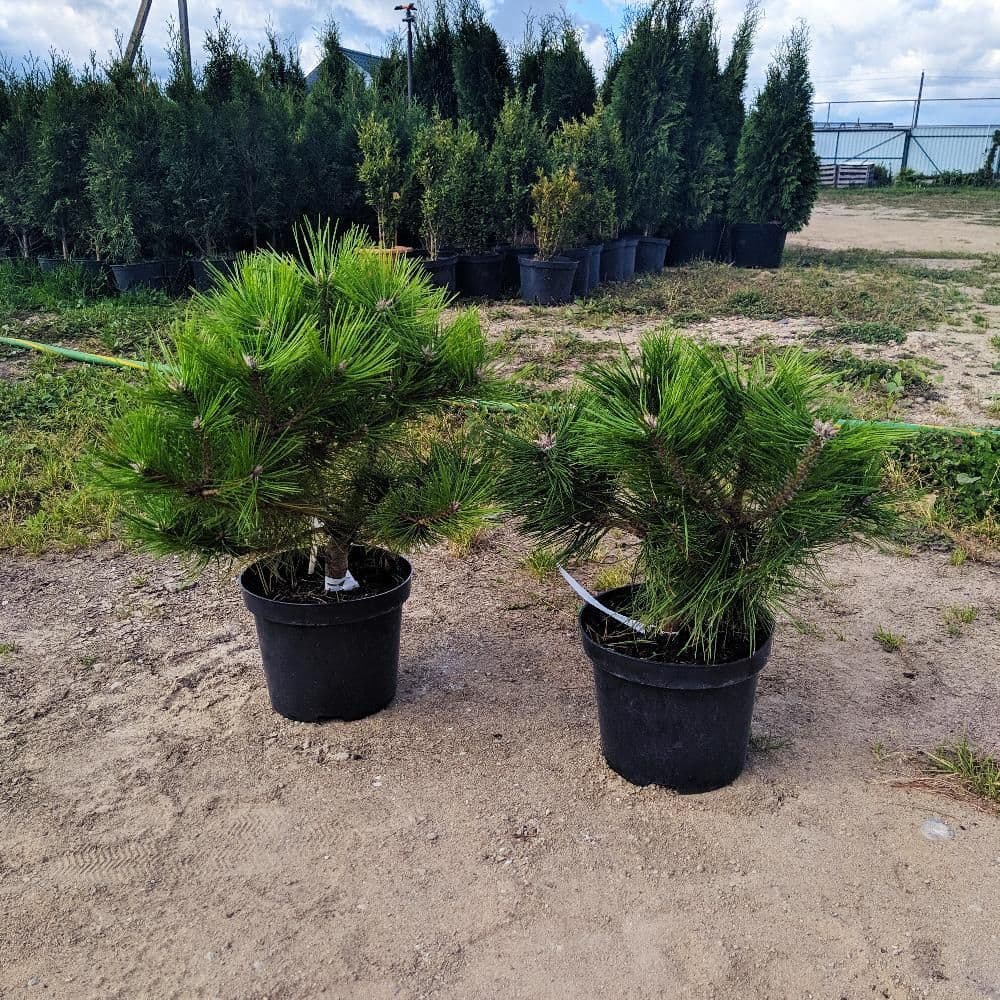 Купить Сосна Лоу Глоу