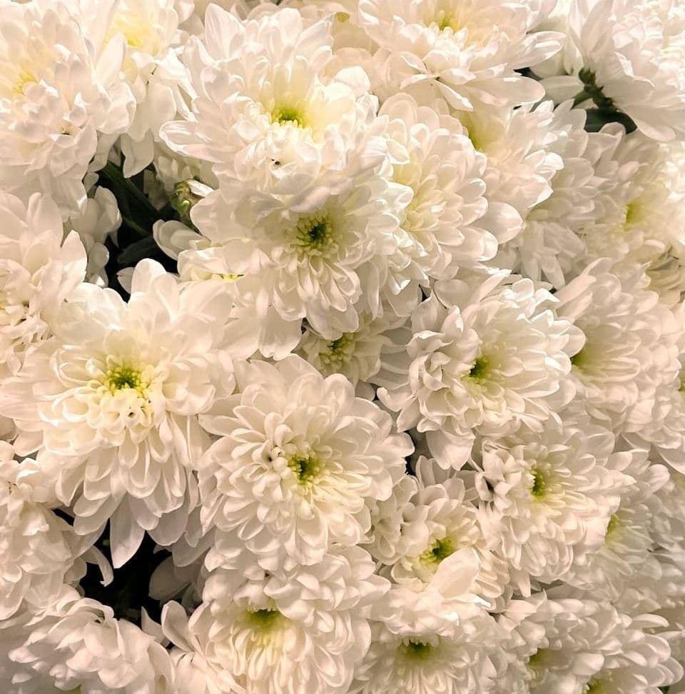 Купить Букет Алтай (5-29шт)