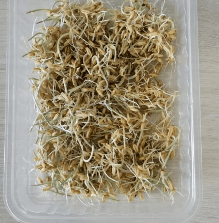 Купить Проростки пшеницы