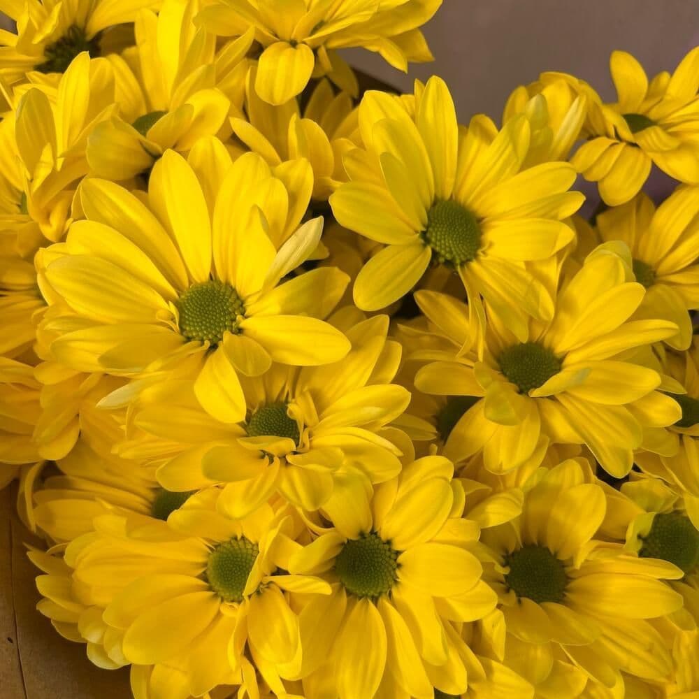 Купить Yellow Sun