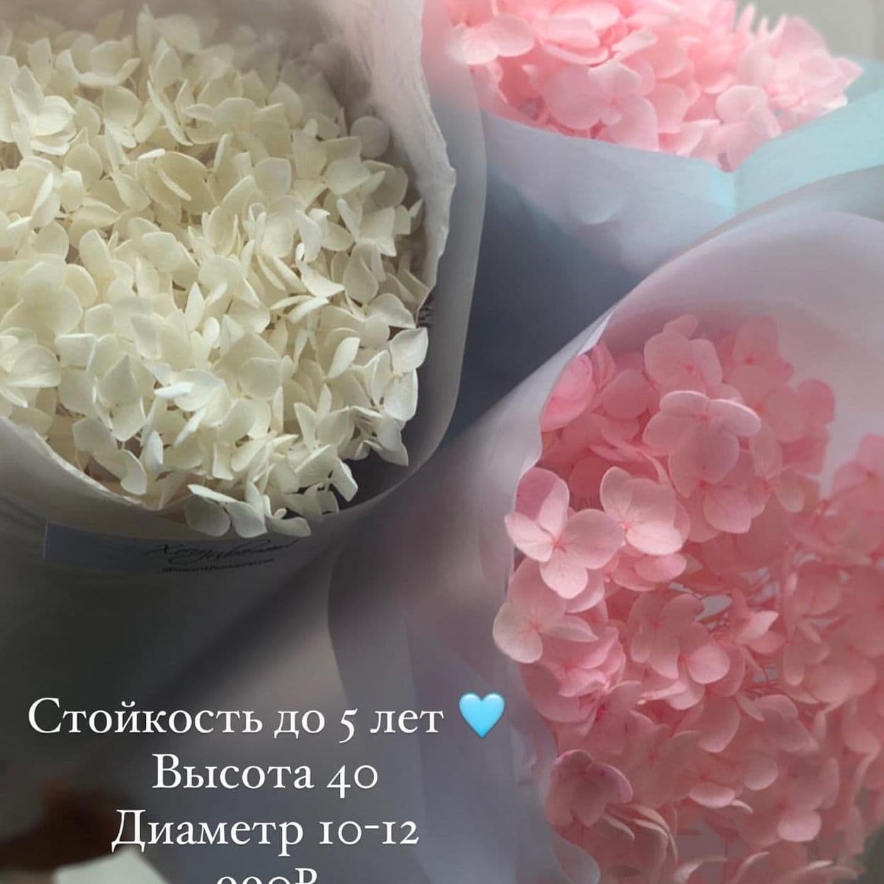 Купить Кулечки с стабилизированной гортензией