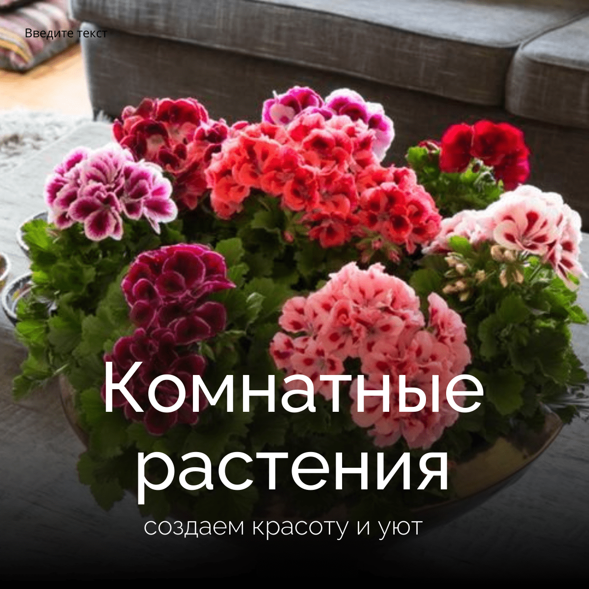Купить Цветы для дома
