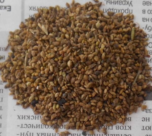 Купить Донник желтый и белый семена ОС, ЭС, РС, РСт
