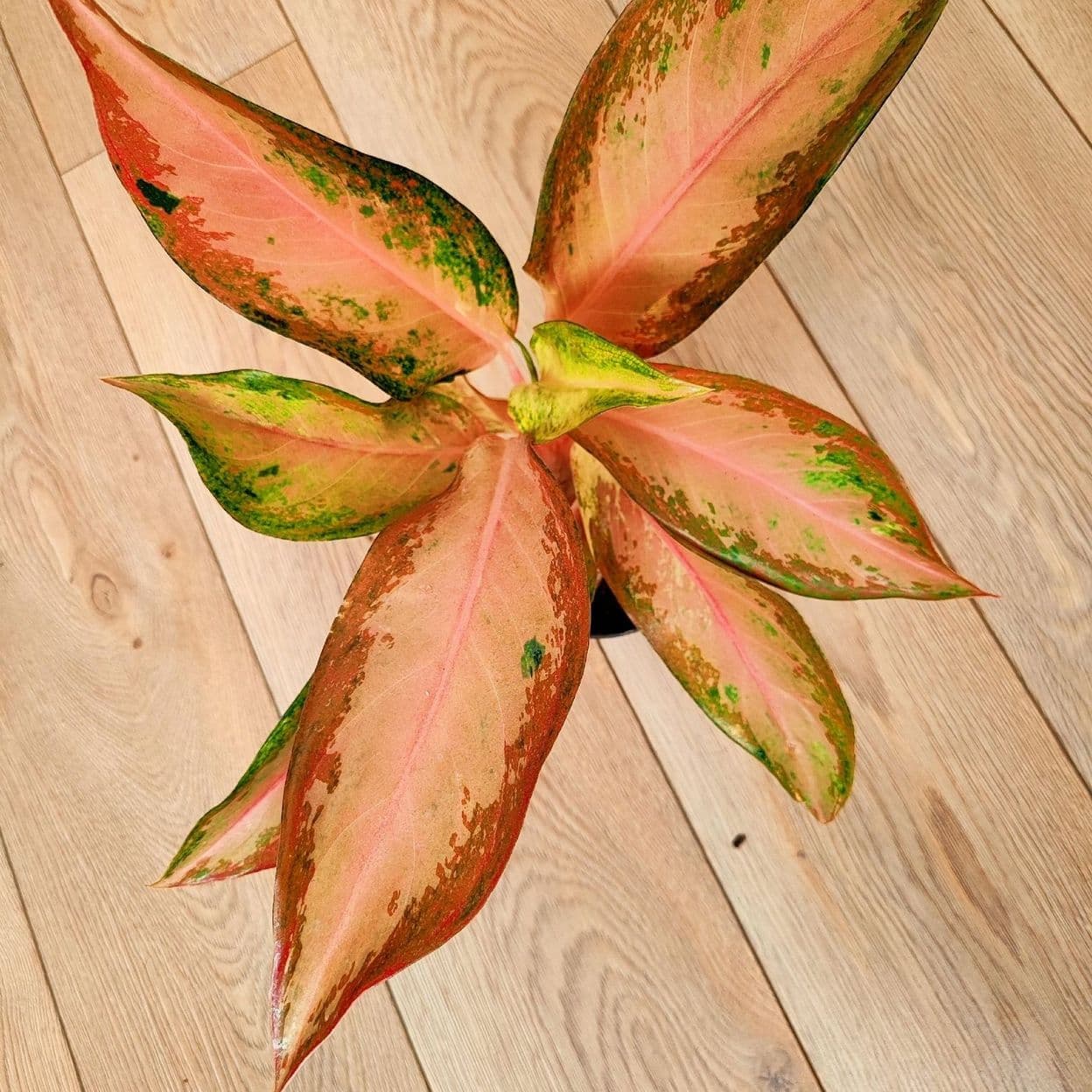 Купить Аглаонема Аморн Роттана Госин Aglaonema Amorn Rattana Gosin