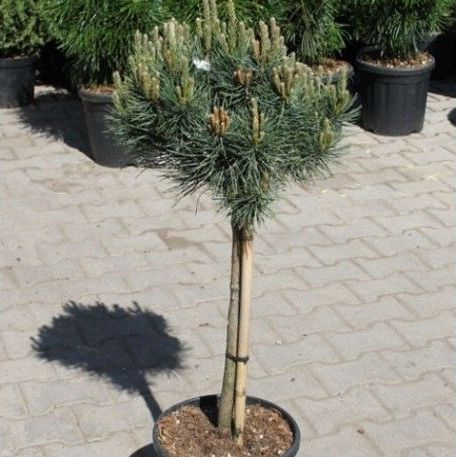 Купить Сосна Ватерери Штамб Шар