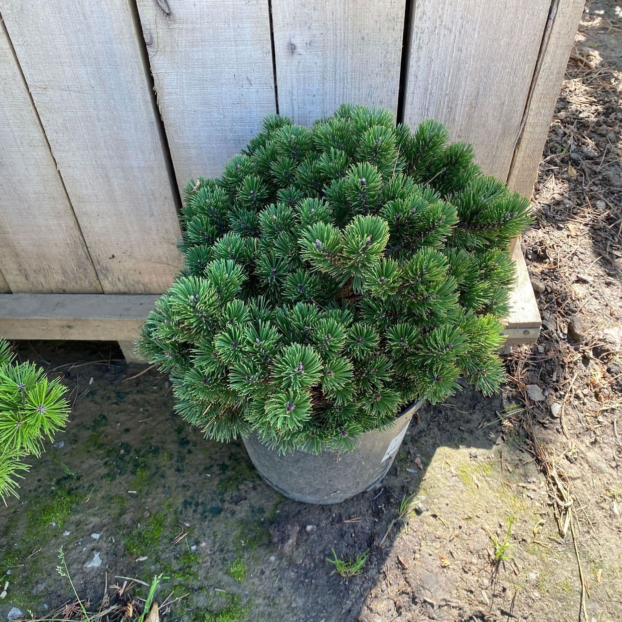 Купить Сосна Горная Шервуд Компакт