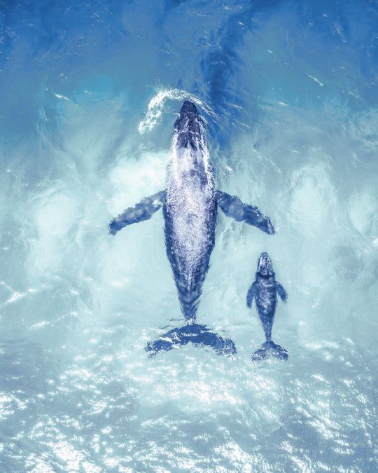 Купить Колье Big Fish