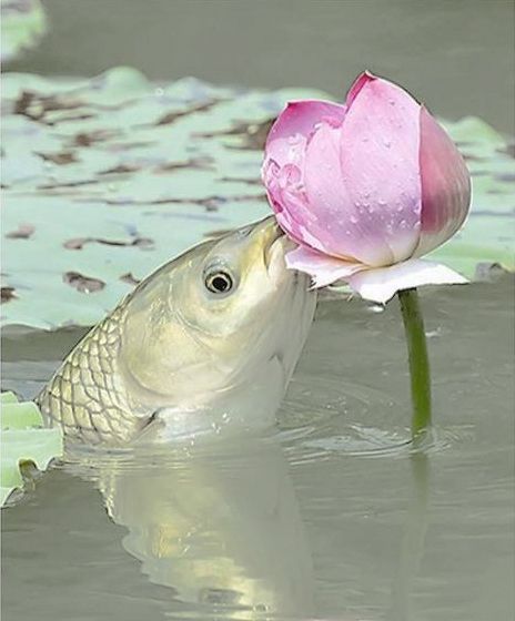 Купить Колье Lotus fish